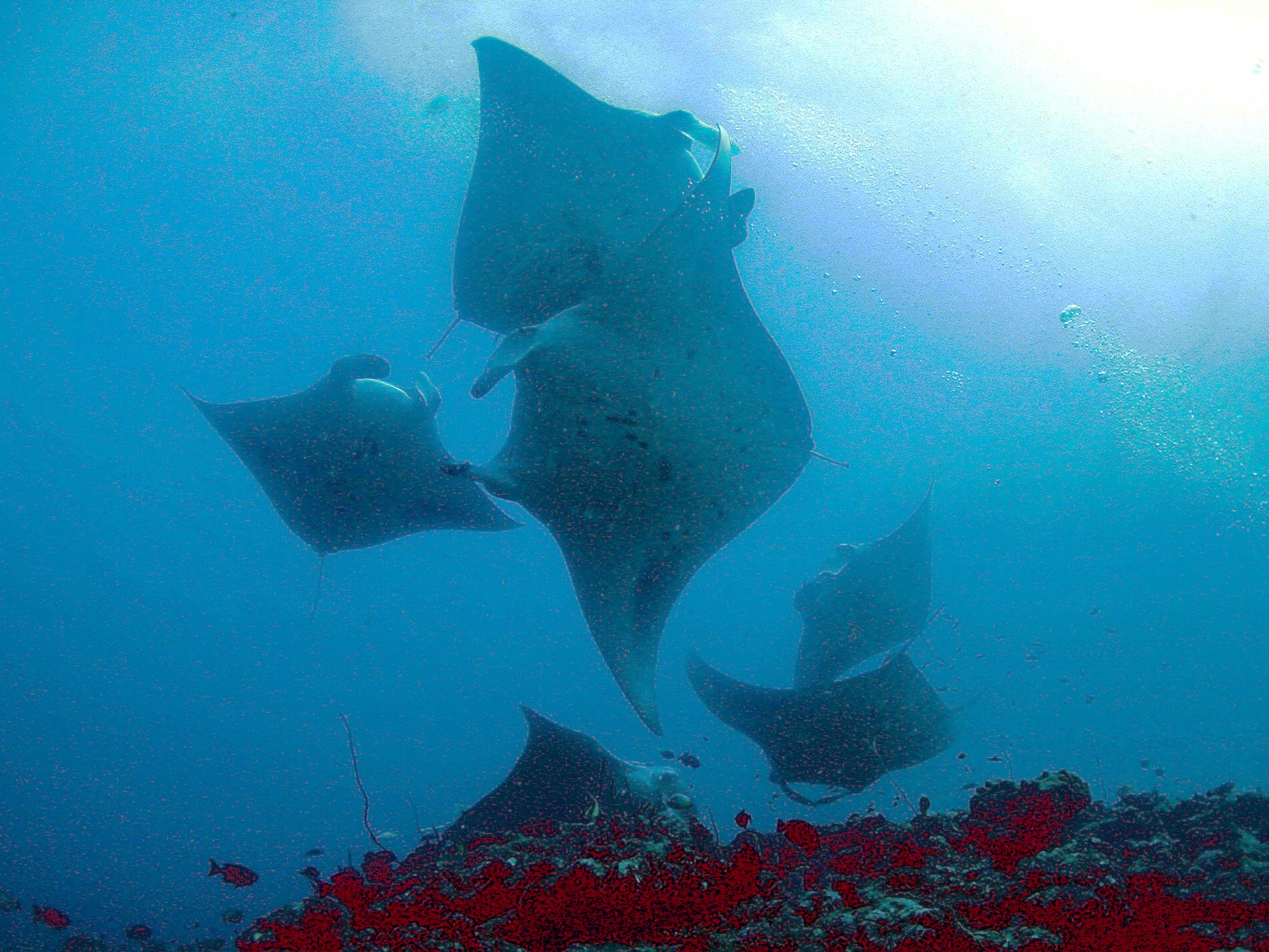 Manta Ray